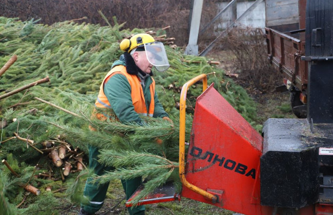 Стало известно, сколько елок киевляне сдали на утилизацию