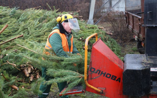 Стало известно, сколько елок киевляне сдали на утилизацию