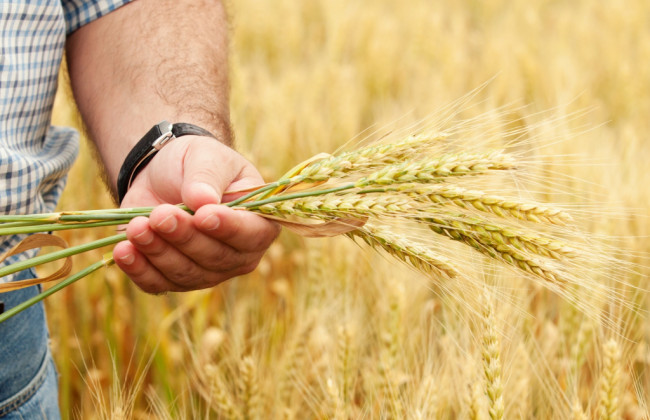 Депутати подали законопроект щодо функціонування та обігу аграрних розписок