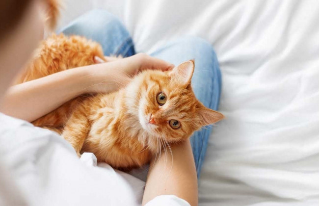 В Україні почала роботу телефонна лінія з порятунку тварин