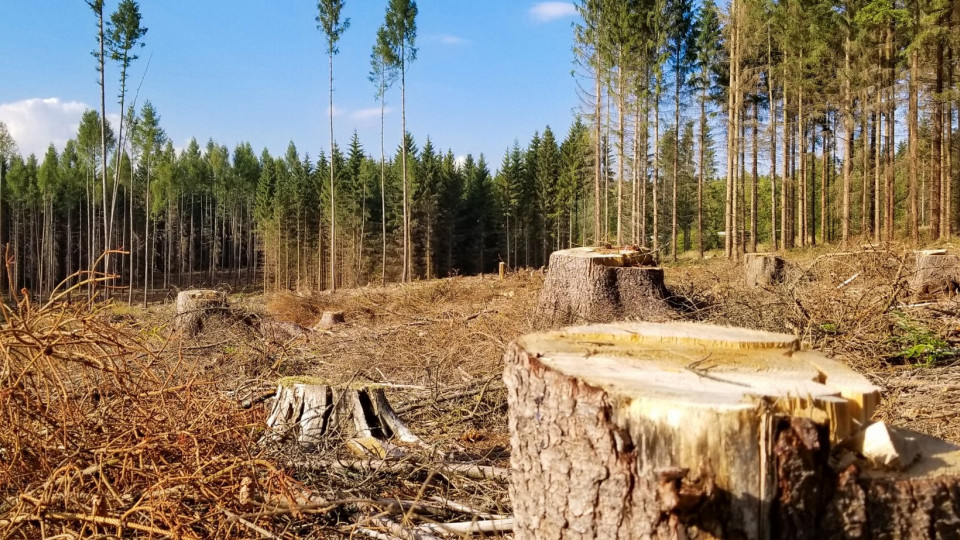 Незаконна вирубка лісів: прокуратура повідомила про підозру двом посадовцям