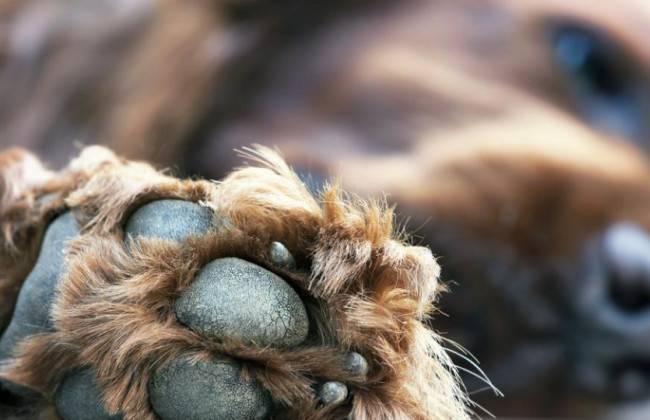 На Вінниччині пенсіонер розстріляв собаку з рушниці