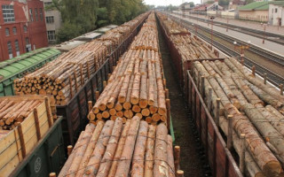 Експорт українського лісу-кругляка до ЄС можуть заборонити: що відомо