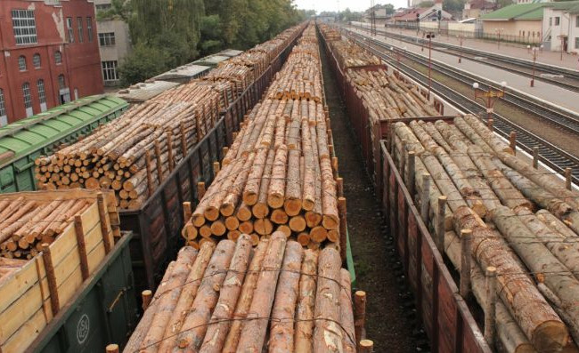 Експорт українського лісу-кругляка до ЄС можуть заборонити: що відомо