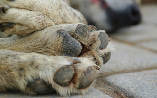 Заколов вилами і кинув у багаття: поліцейський постане перед судом за знущання над твариною