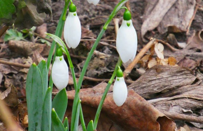 У Києві знову розквітли проліски, фото