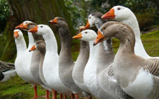 У Раді хочуть захистити деяких тварин від жорстокого поводження