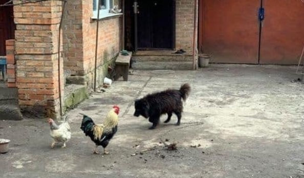 Нашелся герой мемов Шарик, которого Брагар советовал продать и оплатить коммуналку