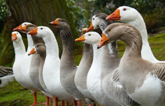 У Раді хочуть захистити деяких тварин від жорстокого поводження