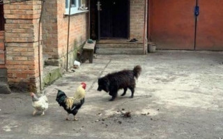 Нашелся герой мемов Шарик, которого Брагар советовал продать и оплатить коммуналку