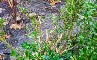 В Киеве неизвестные украли декоративные цветы, фото