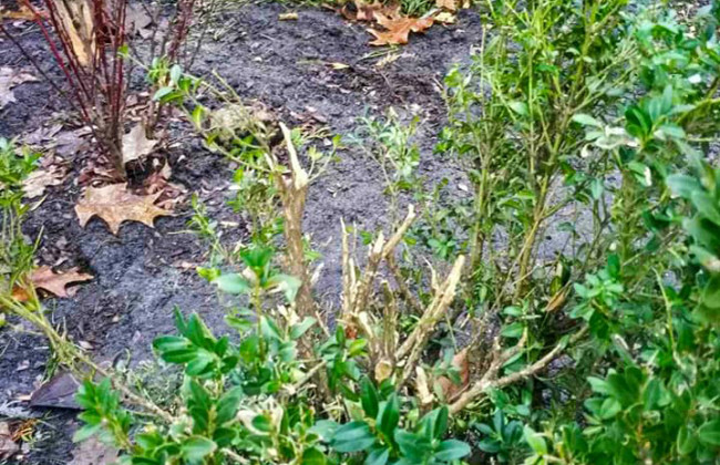 В Киеве неизвестные украли декоративные цветы, фото