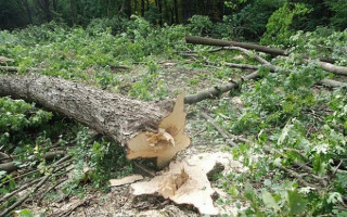 Конфликт в Харькове из-за вырубки парка: Большая Палата ВС приостановила рассмотрение дел