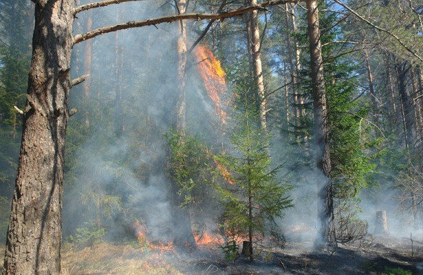Відповідальність за порушення вимог пожежної безпеки в лісах: прийнято закон