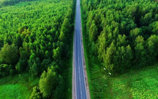 Рада планує провести національну інвентаризацію лісів