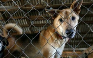 Верховна Рада заборонила вбивати домашніх та бездомних тварин