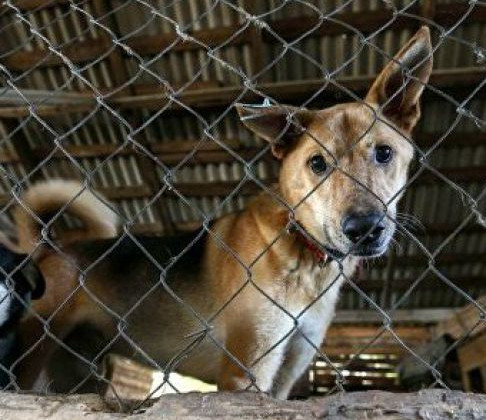 Верховна Рада заборонила вбивати домашніх та бездомних тварин