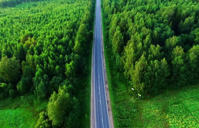 Рада планує провести національну інвентаризацію лісів