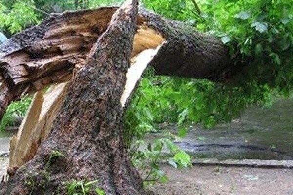 У Києві величезне дерево впало на автомобіль, фото