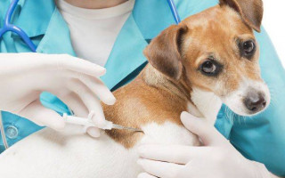 Де Києві безкоштовно вакцинувати тварин: адреси