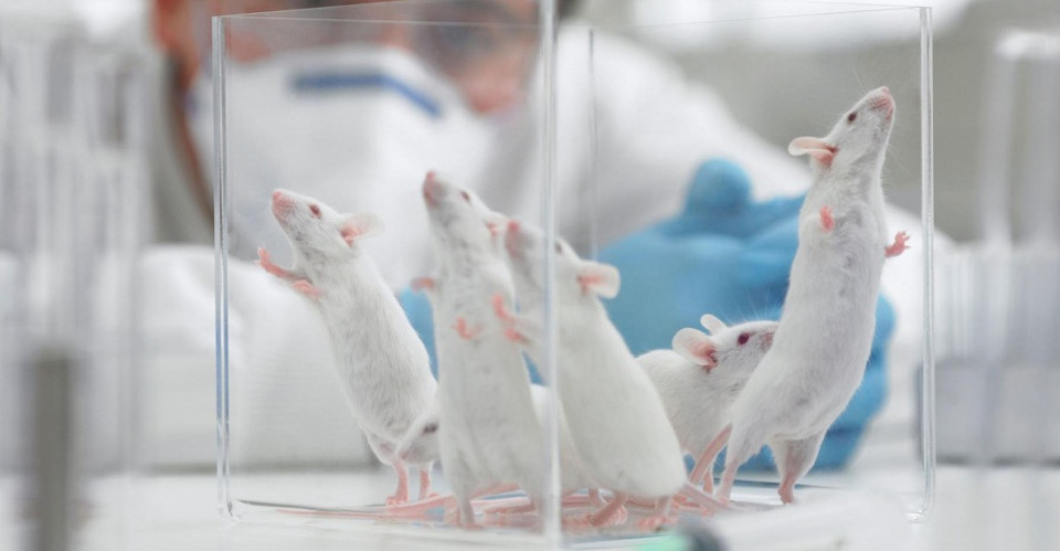Вакцину от коронавируса начали тестировать на животных: подробности