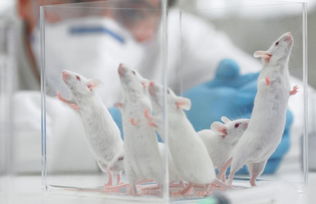 Вакцину от коронавируса начали тестировать на животных: подробности