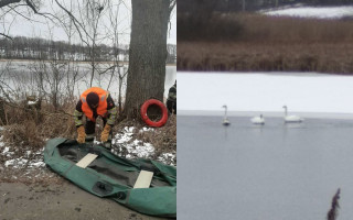 Под Киевом спасли лебедей, которые примерзли ко льду, фото