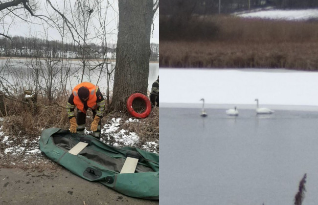 Под Киевом спасли лебедей, которые примерзли ко льду, фото