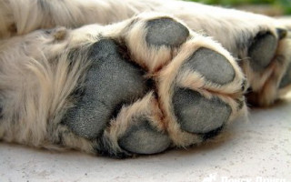 Сховав у мішок і викинув у річку: на Київщині від жахливої смерті врятували собаку