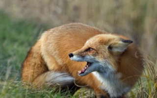 На Дніпропетровщині фіксують випадки сказу у тварин: подробиці