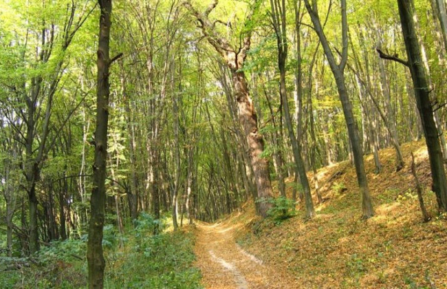 На заметку киевлянам: в лесу на Виноградаре появилась интерактивная экотропа