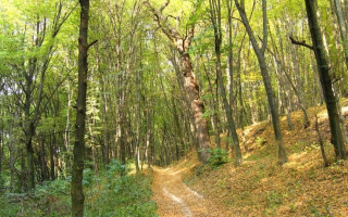 На заметку киевлянам: в лесу на Виноградаре появилась интерактивная экотропа