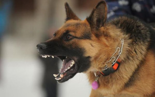 Под Харьковом собака насмерть загрызла ребенка: копы открыли уголовное производство