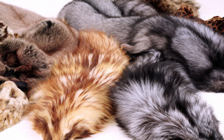 В Україні планують заборонити виробництво хутра