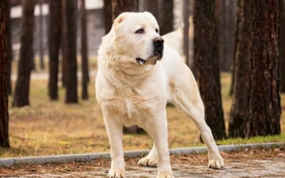 Многочисленные рваные раны: под Киевом алабай искусал женщину