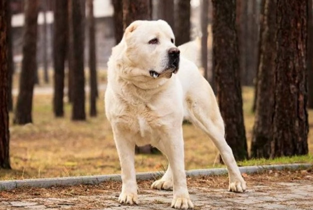 Многочисленные рваные раны: под Киевом алабай искусал женщину