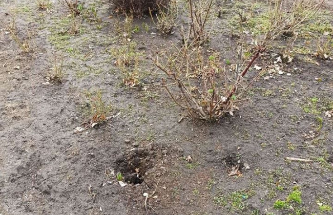 В киевском парке вандалы украли несколько кустов роз