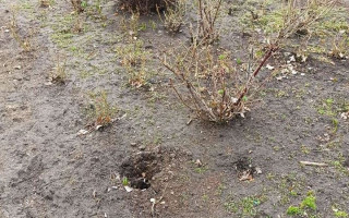 В киевском парке вандалы украли несколько кустов роз