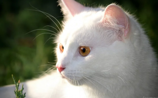 В Киеве разбили стену ради спасения кота, видео