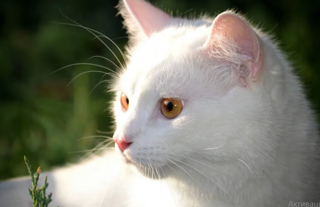 В Киеве разбили стену ради спасения кота, видео