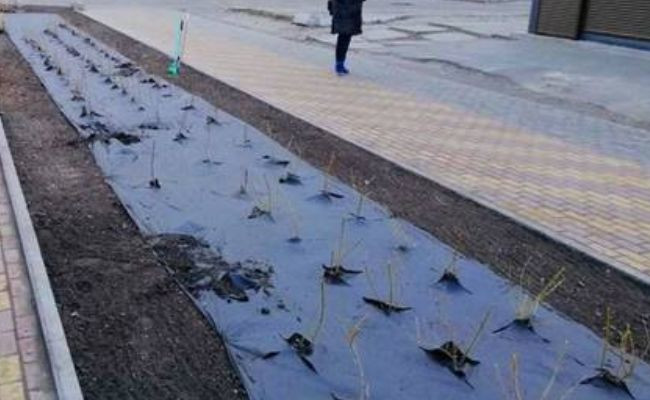 У Києві вандали понівечили новий сквер