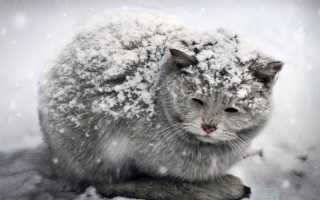 Убьют тысячи кошек и собак: в Москве пошли на радикальный шаг из-за коронавируса