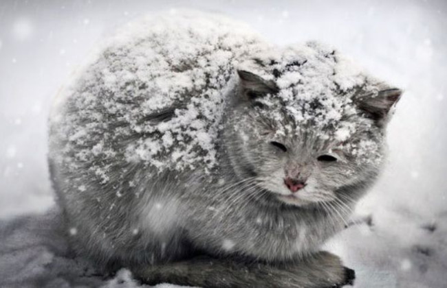 Убьют тысячи кошек и собак: в Москве пошли на радикальный шаг из-за коронавируса