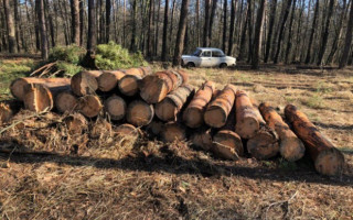 Под Киевом задержали банду «черных лесорубов»: подробности