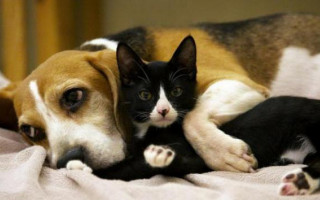 Держспоживслужба заборонила ввезення до України тварин з Китаю