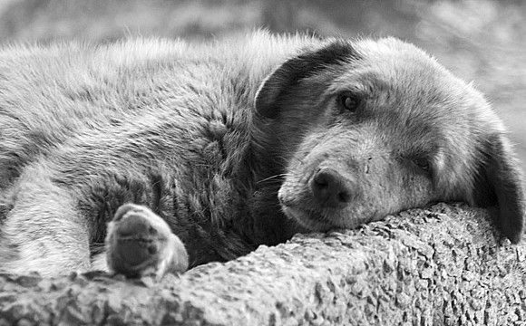 Жорстоке поводження з тваринами: власнику собаки присудили штраф