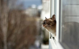 Впервые за 140 лет: аномально теплая зима в Киеве побила все рекорды