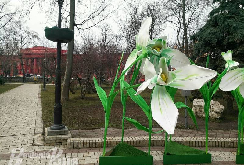 У Києві «виросли» гігантські підсніжники: фото