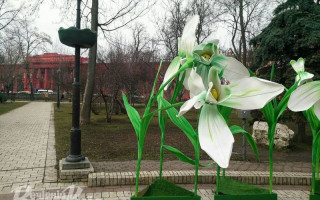 У Києві «виросли» гігантські підсніжники: фото