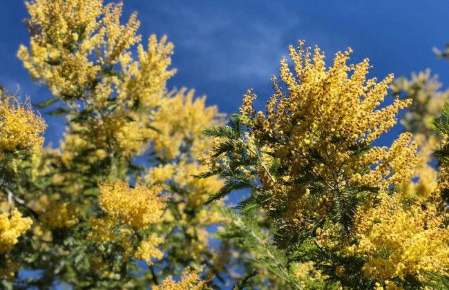 Квіткове кладовище: після свята в Києві викинули тисячі букетів, фото